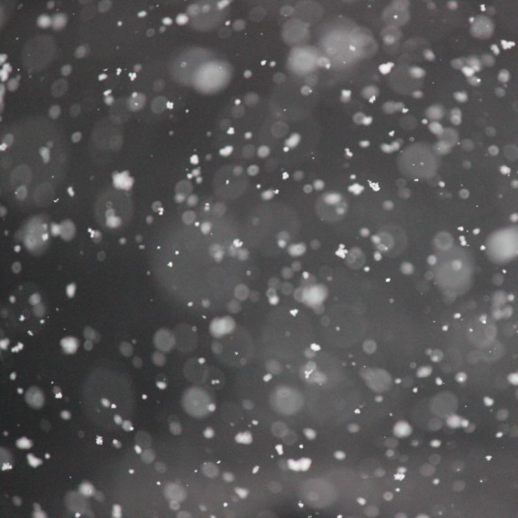 Snowflakes or Skin flakes?